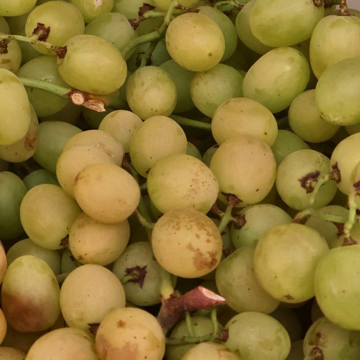 عنب